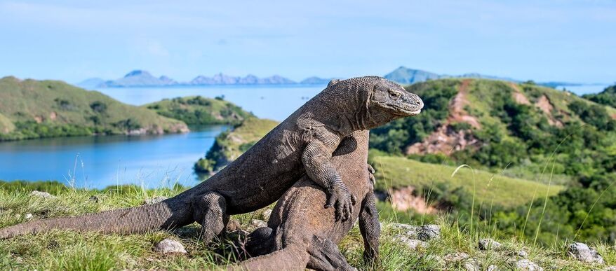 Day Trip Komodo Island By Wooden Boat - Sharing Package