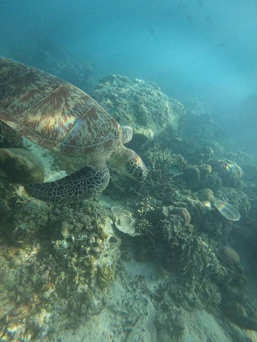 GILI TRAWANGAN TRIP - PRIVATE PACKAGE