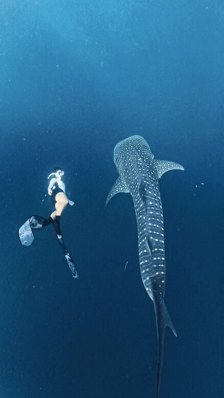 HALF DAY TRIP  WHALESHARK - Private Tour Snorkeling