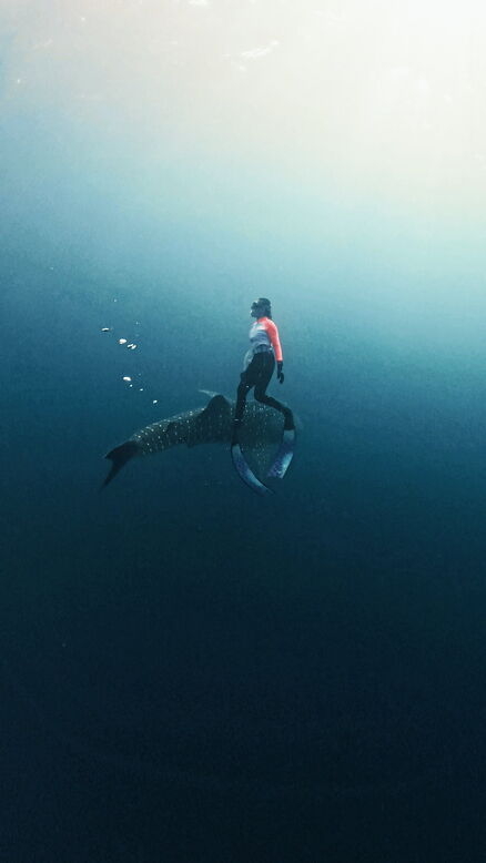 Saleh Bay Whale Sharks & Magical Moyo - Private Tour