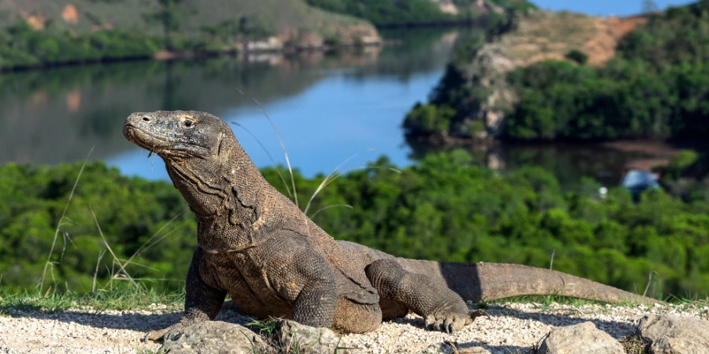 3D2N Labuan Bajo Tour Package