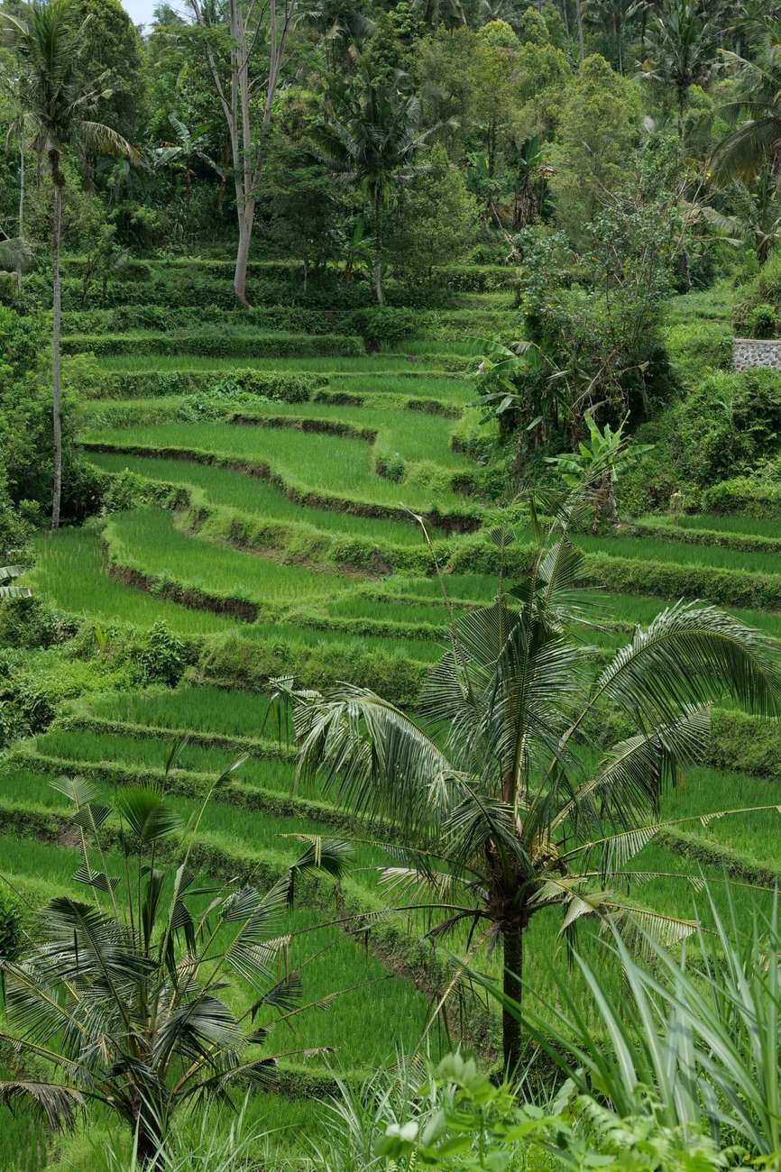 Sidemen Bali Full Day Tour: Rice Terrace, Swing, Waterfall & Cultural Experience
